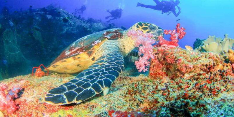 bali-tulamben-bay-beginners-dive-experience