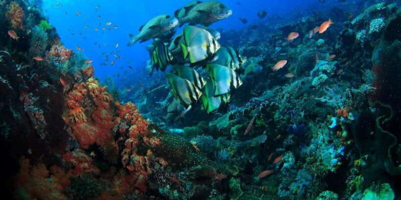 bali-tulamben-usat-liberty-wreck-scuba-diving