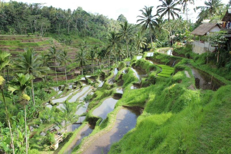 bali-ubud-rice-terraces-temples-and-volcano-day-trip