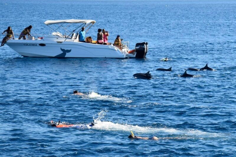bali-watching-dolphin-swimming-snorkeling-tour