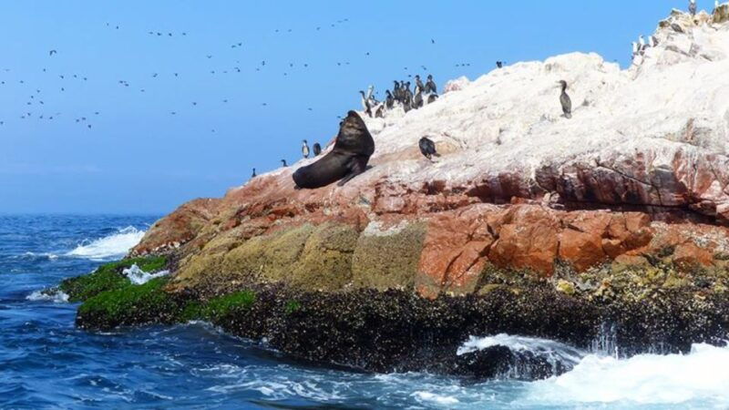 ballestas-islands-paracas-national-reserve-from-paracas