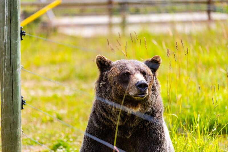 banff-grizzly-bear-refuge-tour-with-lunch