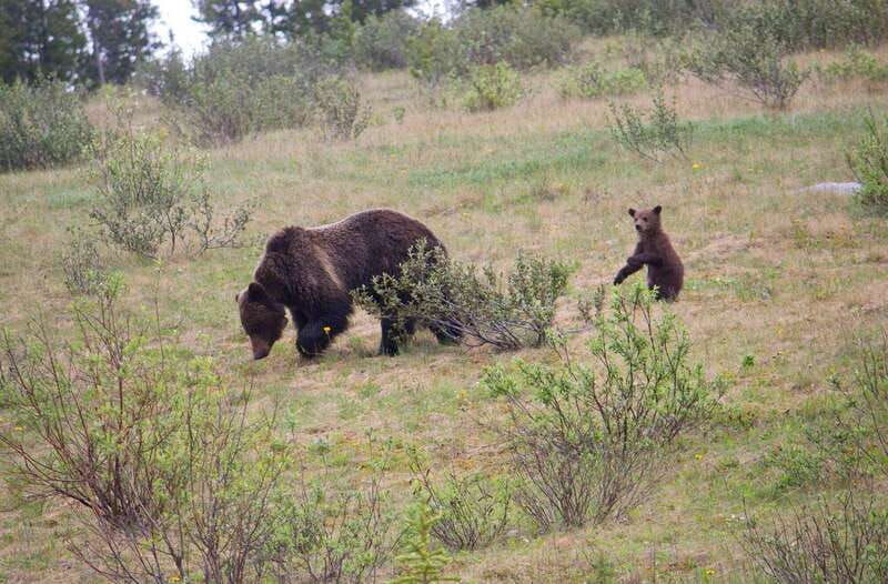 banff-guided-nature-walk-with-bear-country-safety-tips