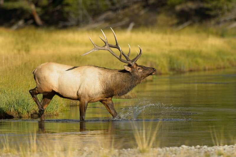 banff-wildlife-on-the-bow-river-big-canoe-tour