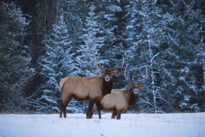 banff-winter-wilderness-walk-with-wildlife-tracking-2hrs
