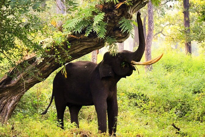 Bangalore to Nagarhole National Park: Wilderness Retreat - Who Will Love This Tour?