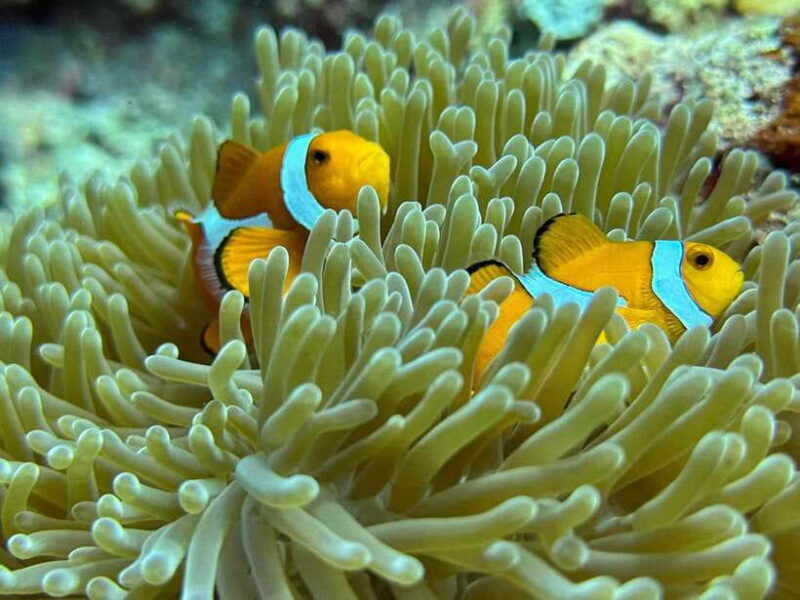 bantayan-island-intro-freediving-experience