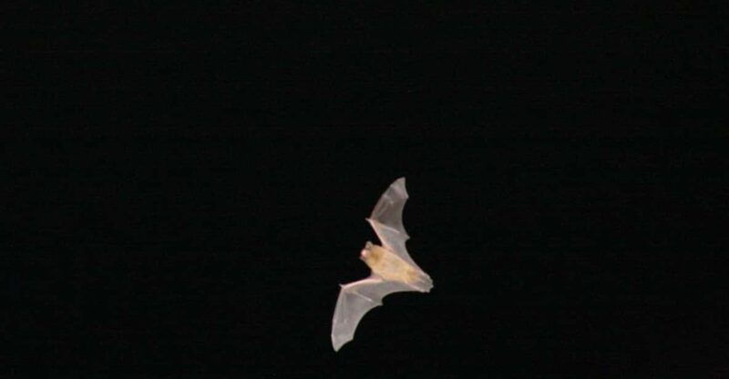 bat-watching-madeira