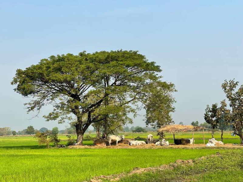 battambang-bamboo-train-bat-cave-and-killing-cave-tour