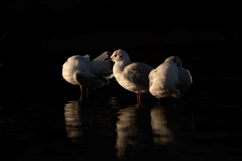 beginners-wildlife-photography-workshop