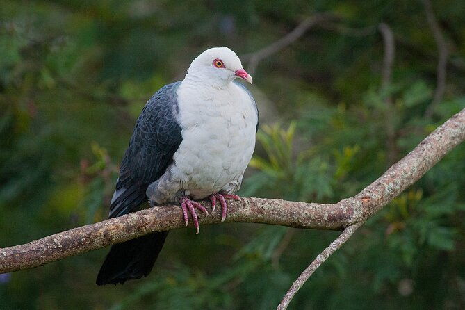 Bellthorpe Rainforest Private Tour - FAQ