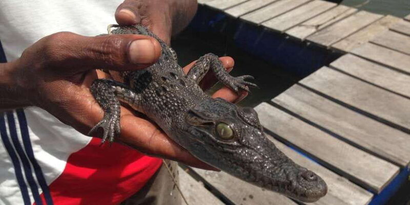 bentota-swampboat-ride-through-mangrove-forest