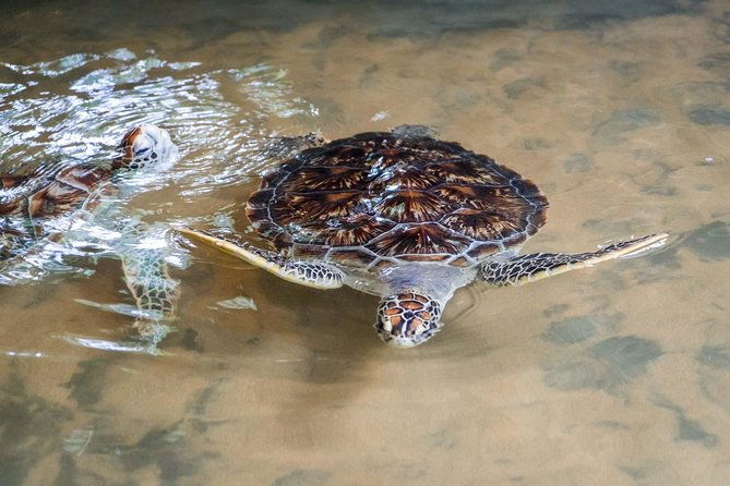 Bentota Village Tour with River Safari & Tea Plantation/Factory - All Inclusive - The Sum Up