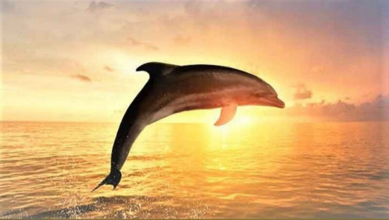 best-lovina-sunrise-dolphins-watching-tour
