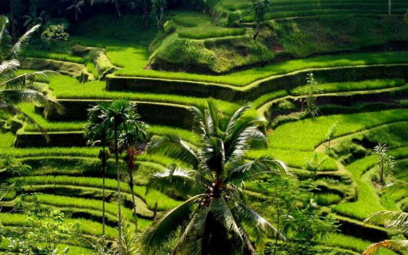 best-of-central-bali-waterfall-elephant-cave-rice-fields