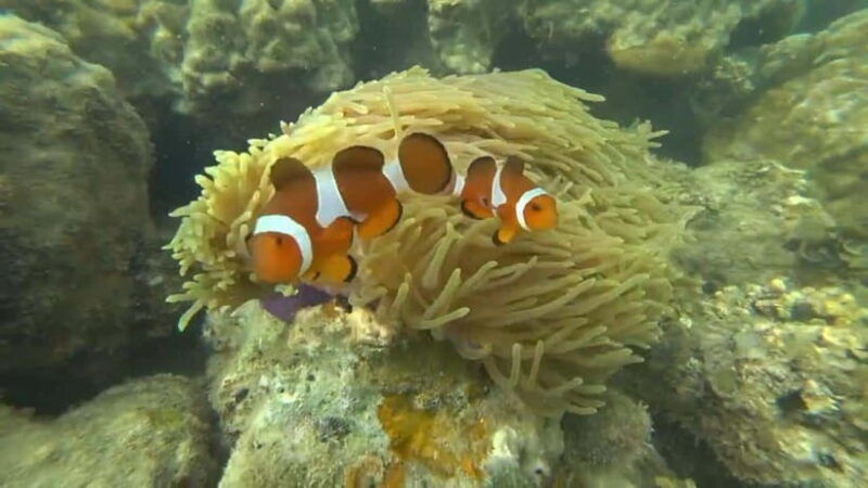 bintan-snorkeling-2