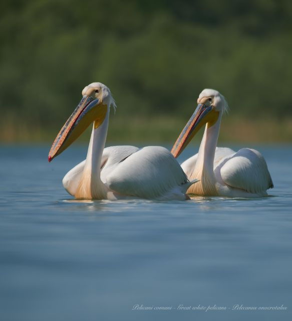 bird-watching-and-photography-private-tour-near-constanta