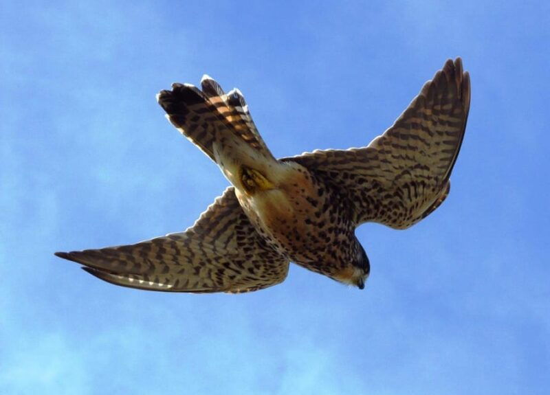 bird-watching-the-raptors