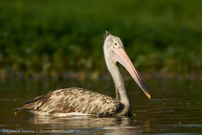 Birding & Bird Photography tour in Bangalore - Who Should Consider This Tour?