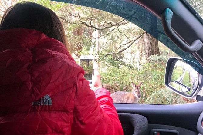 Blue Mountains Day Adventure, Featherdale Wildlife & River Cruise - Who Will Love This Experience?