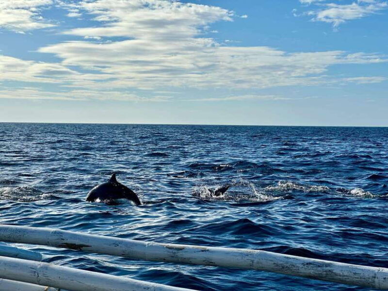 bohol-balicasag-is-private-tour-and-dolphin-watching