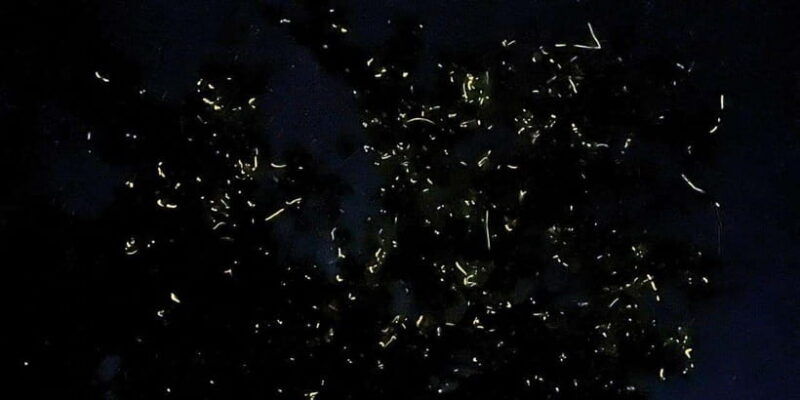 bohol-loboc-river-firefly-watching-shared-tour