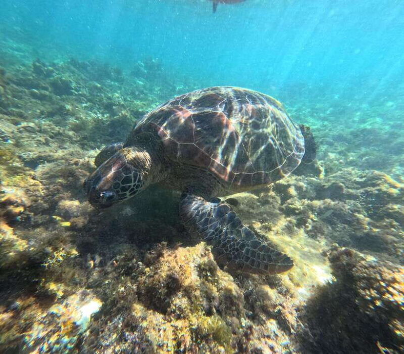 bohol-pamilacan-island-turtle-dolphin-watching