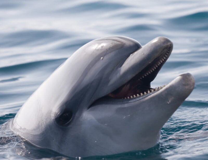bohol-panglao-island-hopping-dolphin-watching-tour