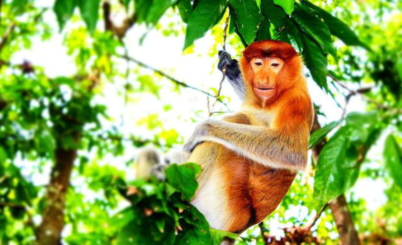 bongawan-wetland-proboscis-monkey-and-fireflies-shared-tour