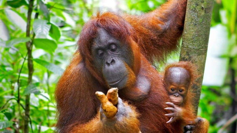 borneo-orangutan-proboscis-monkey-and-sun-bear-tour