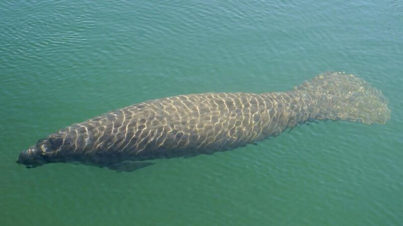 bradenton-anna-maria-island-guided-kayaking-manatee-tour
