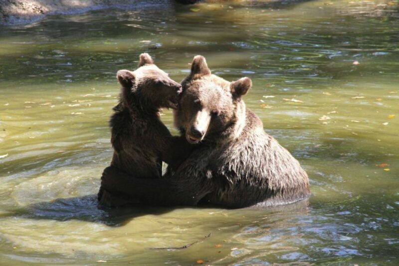 brasov-craiuli-mountains-hike-bear-sanctuary-private-trip