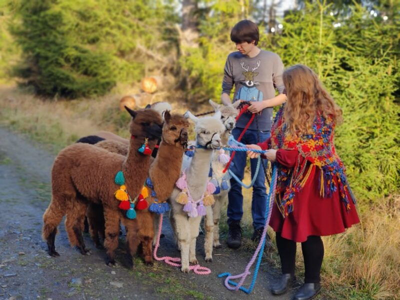 braunschweig-alpaca-trekking-tour