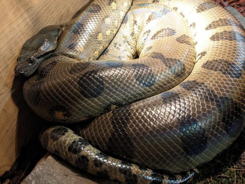 bristol-big-snake-keeper-for-two-people