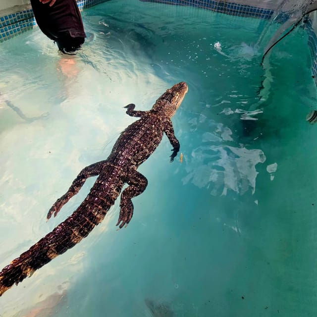 bristol-crocodile-swimming-experience-with-lunch-x2