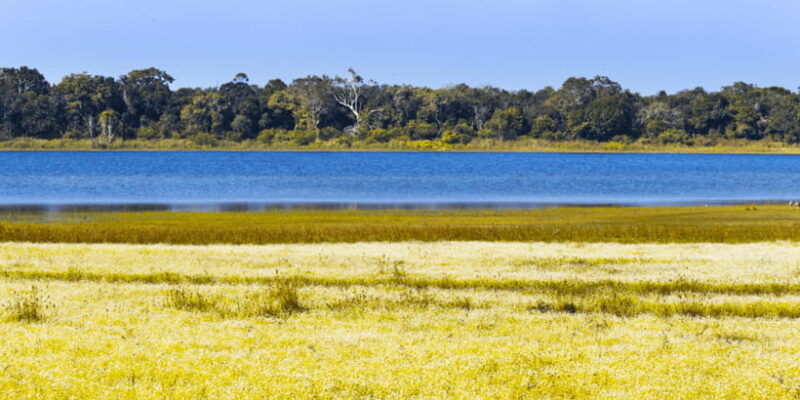 budget-safari-to-wilpaththu-national-park-from-anuradhapura