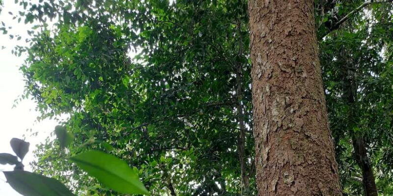 bukit-lawang-jungle-trekking-and-rafting-day-trip