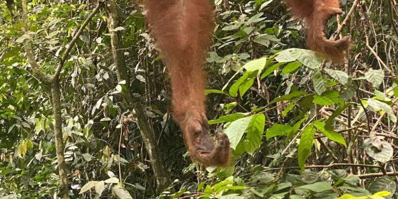 bukitlawang-orangutan-3-days-group-jungle-trek