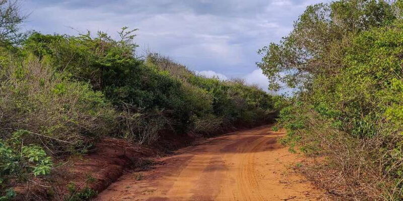 bundala-national-park-3-hour-morning-or-evening-safari