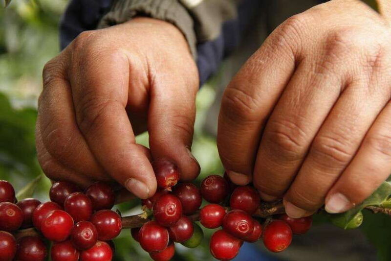 buon-ma-thuot-authentic-coffee-farm-experience-with-lunch