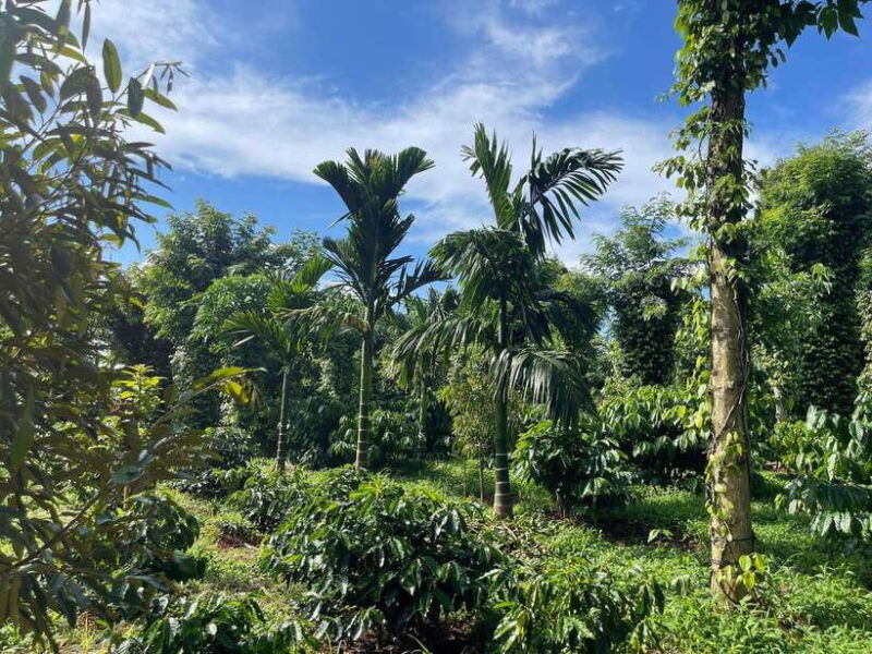 buon-ma-thuot-coffee-farm-tour-bean-to-brew-with-pickup