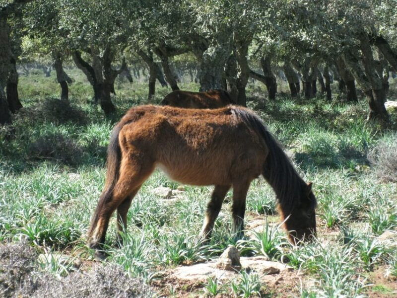cagliari-the-nuraxi-of-barumini-unesco-giara-horses-4h-tour
