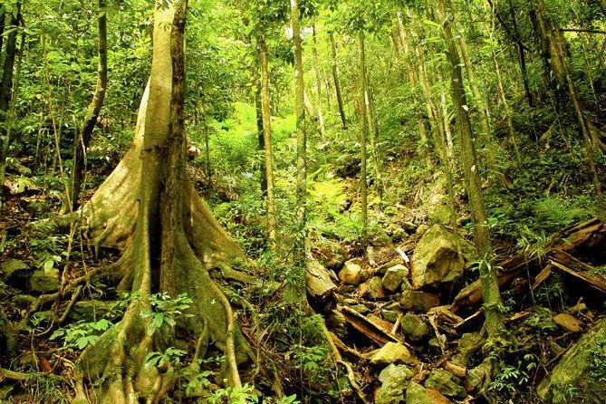 Cairns 4WD Rainforest Waterfall Tour Including a GBR Island Tour - Highlights and Authentic Reviews