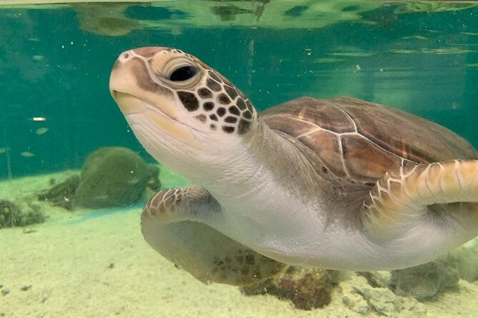 Cairns Aquarium General Admission and Turtle Hospital Tour - Detailed Breakdown of the Itinerary