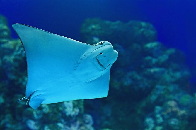 Cairns Aquarium Marine Life Encounter Ticket - Is the Cairns Aquarium Marine Life Encounter Worth the Price?