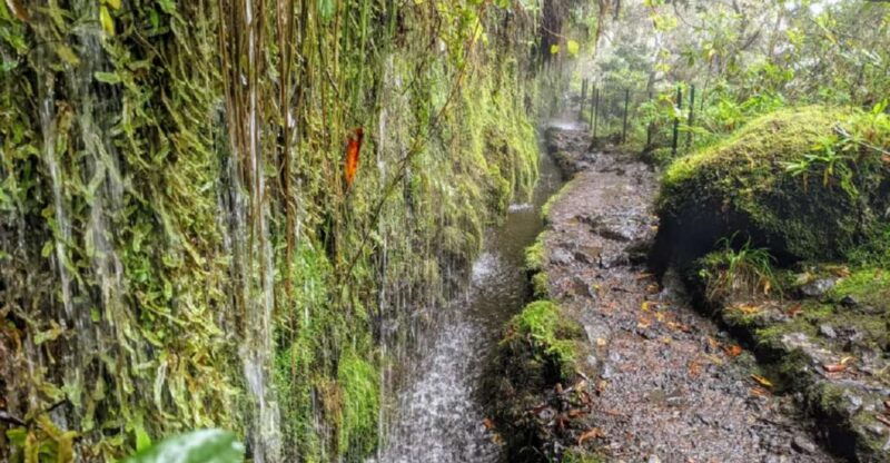 caldeirao-verde-burned-pr9-transfer-self-guided-hike