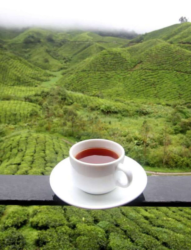 cameron-highlands-1-day-tour-from-kuala-lumpur