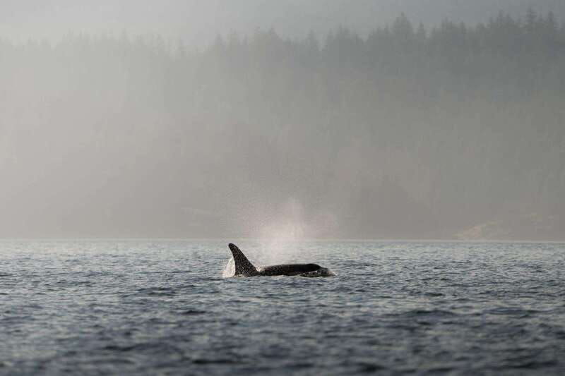 campbell-river-6-hour-whale-watching-boat-tour