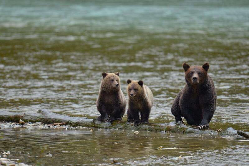 campbell-river-bute-inlet-grizzly-watching-tour-boat-ride
