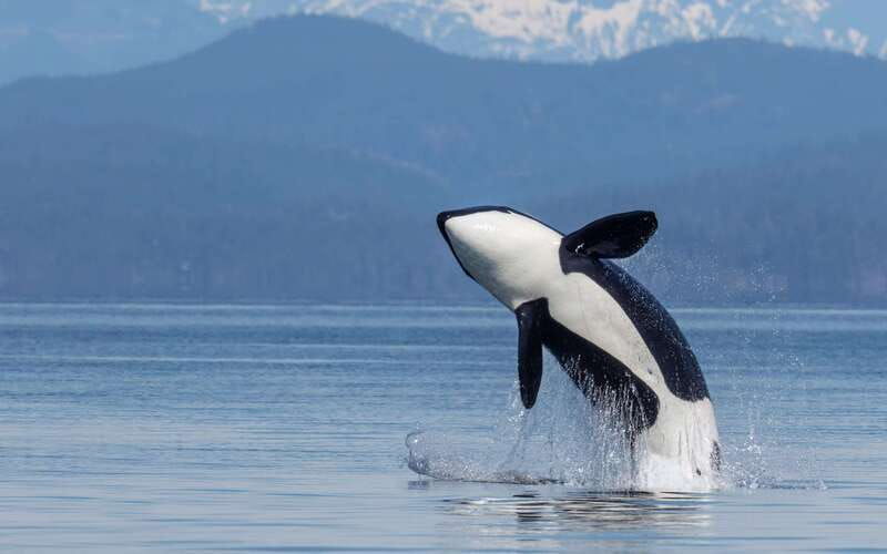 campbell-river-discovery-passage-wildlife-zodiac-boat-tour